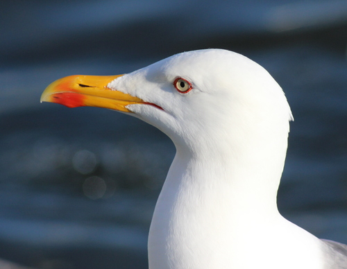 Seagull close-up