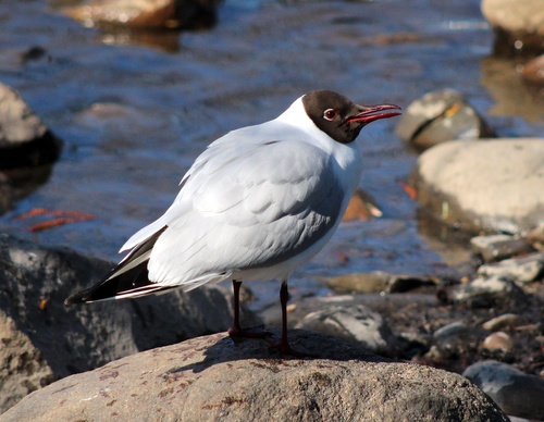 Larus melanocephalus