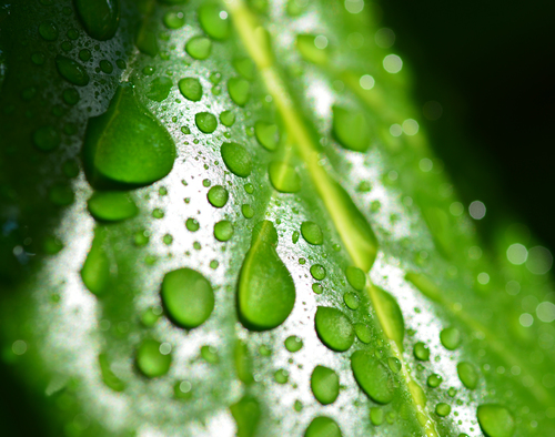 Leaf drops