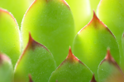 Houseleek leaves