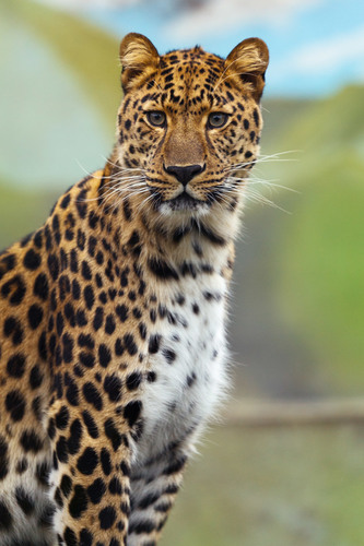 Leopard image