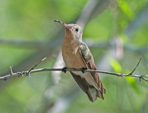 Hummingbird image