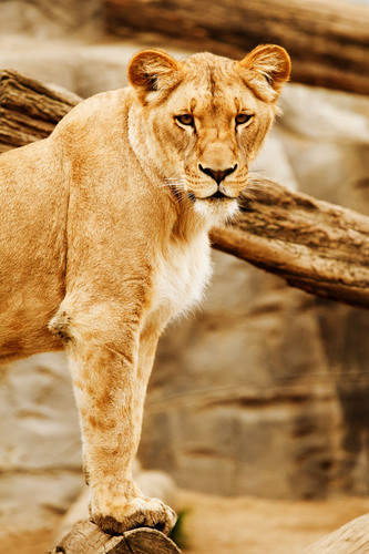 Lion