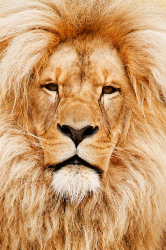 Retrato de leão