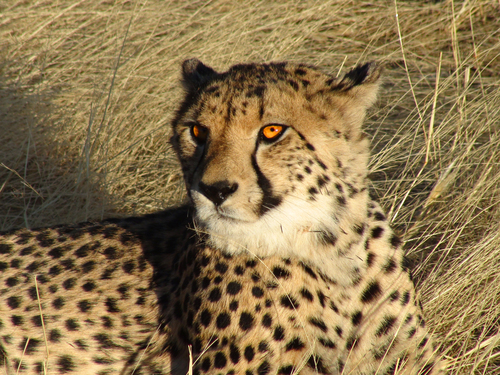 Namibiska Cheetah
