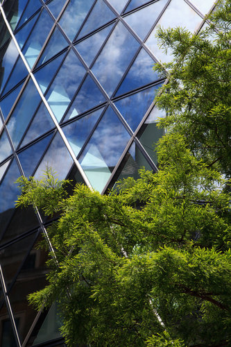 Tree and skyscraper