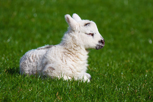 Lamb