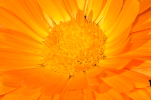 Oranje bloem foto