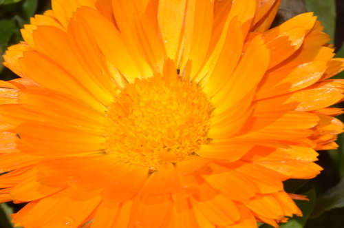 Oranje bloemkleur