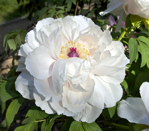 Giapponese peonia