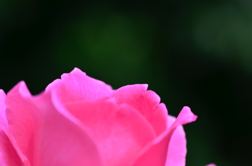 Roz trandafir pe fundal negru