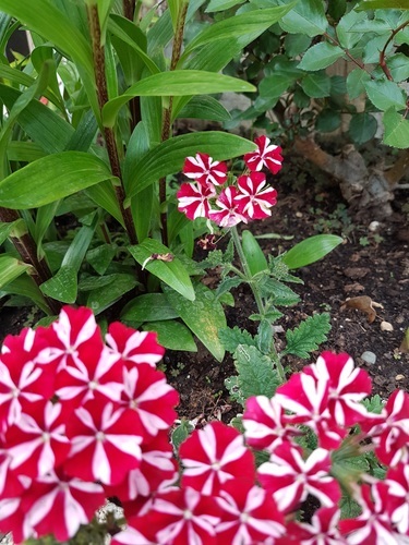 Dans le jardin de fleurs