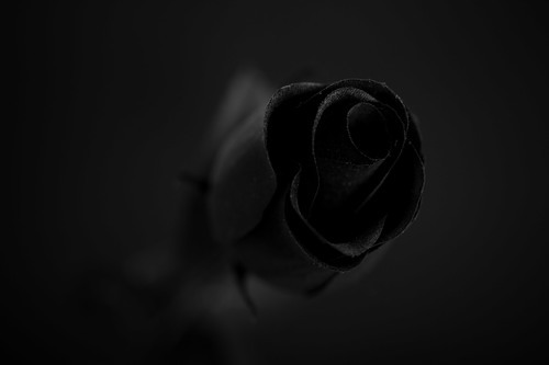 Черная роза в темноте