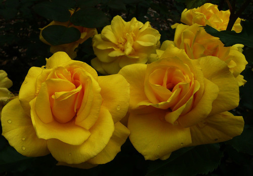 Les roses jaunes gros plan