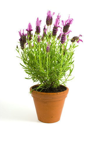 Potted lavender isolated