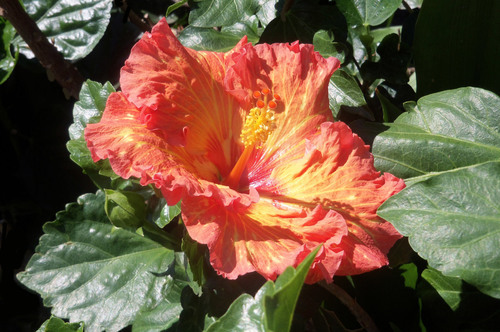 Lilly de rojo en el jardín