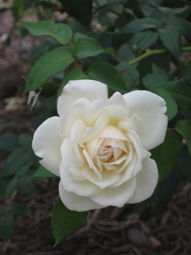 One white rose in the garden