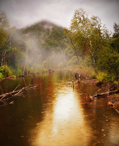 La lluvia en el bosque