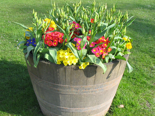 Potted spring flowers