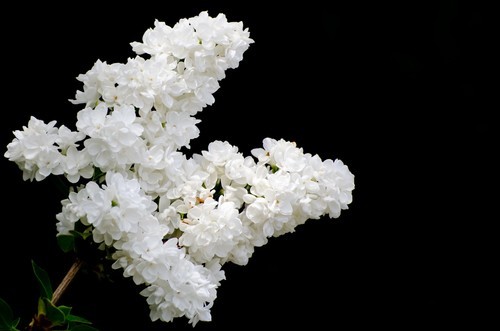 White lilac blossom