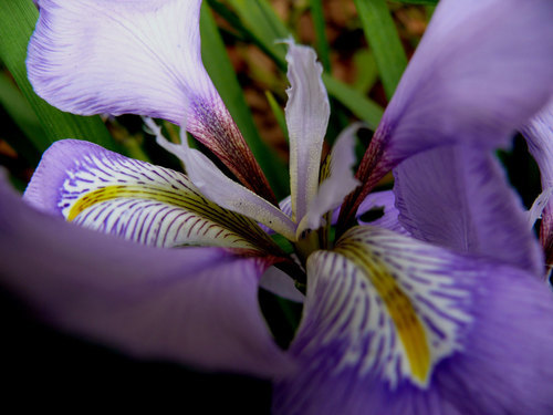Flor de iris de cerca
