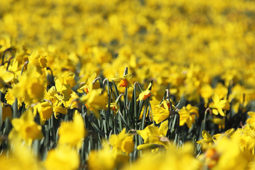 Numerous daffodils in field