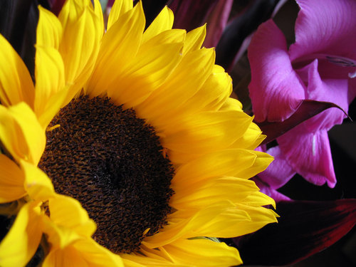 Sunflower macro photo