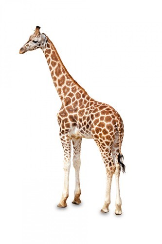 Side profile of a giraffe