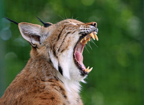 Perfil de la cabeza de lince