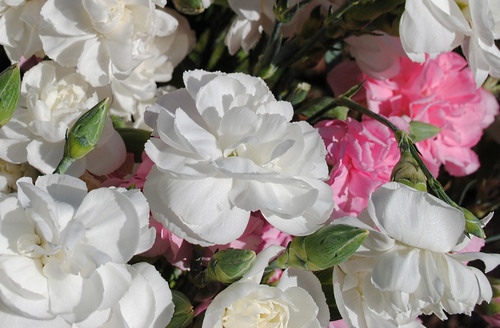 White and pink Carnations