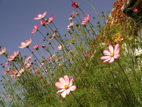 Panoramautsikt över blommor i solen