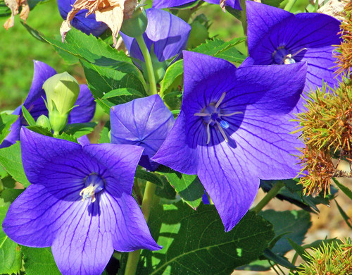 Blå blommor närbild