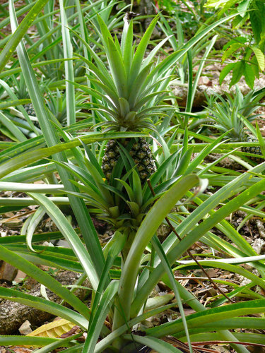 Pianta di ananas in piantagione