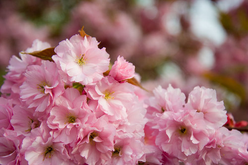 Sakura flori