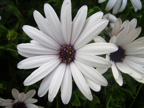 White daisy macro photo