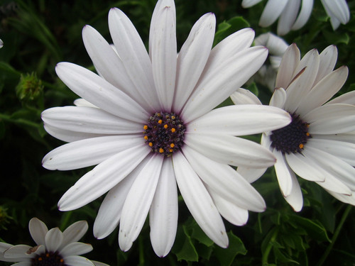 Witte margriet macro foto