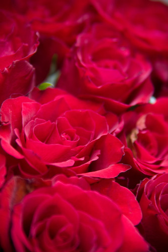 Bouquet de roses, photo macro