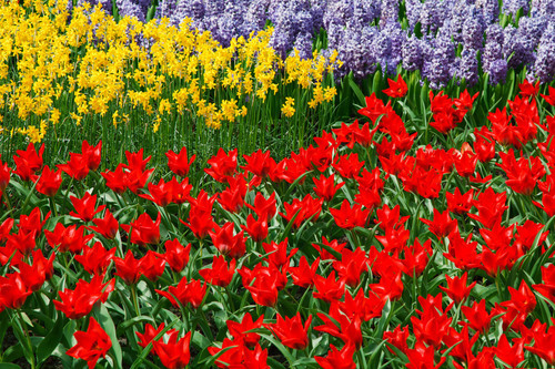 Campo de flores coloridas