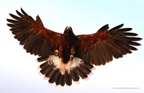 Harris hawk izolate pe albastru strălucitor.