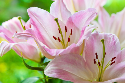 Pink lilies macro photo