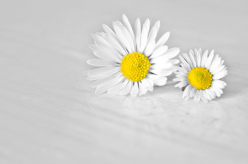 İzole iki papatya çiçeği
