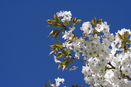 Cherry branch in blossom