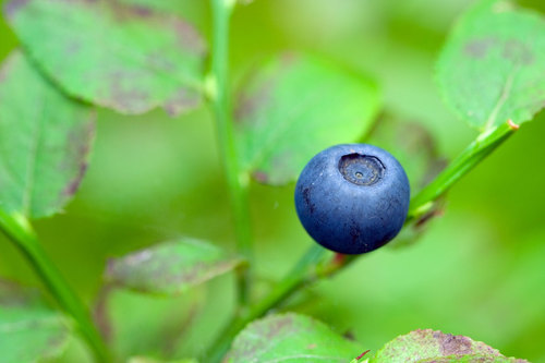 Foto macro de mirtilo