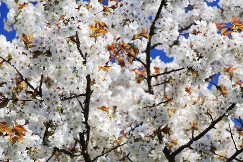 Třešňový květ na velký strom na slunečný den