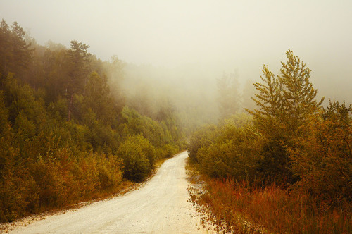 Strada nella foresta