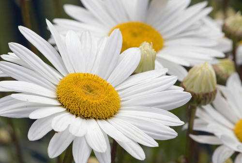Photo de macro fleurs daisy