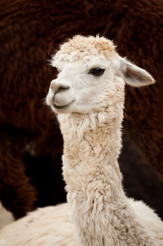 Head of white llama isolated on brown