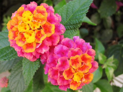 Bright Color Flowers