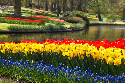 Jardins de Keukenhof en Hollande