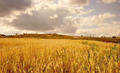 Buğday alanları